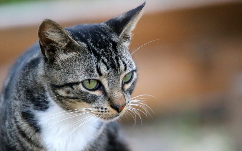 My Cat's Tale, Featured Image (cc Cuatrok77 / Flickr)